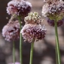 Allium Forelock