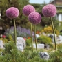 Allium giganteum