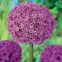 Allium Globemaster