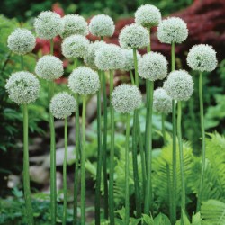 Allium Mount Everest
