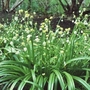 Allium paradoxa var. normale