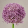 Allium Pinball Wizard