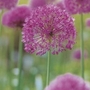Allium Purple Sensation
