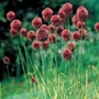 Allium sphaerocephalon