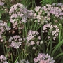 Allium unifolium