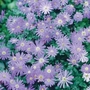Anemone blanda Blue Shades