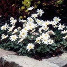 Anemone blanda White Splendour
