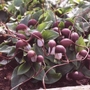 Arisarum proboscideum