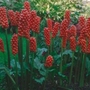Arum italicum