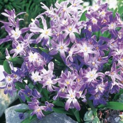 Chionodoxa luciliae