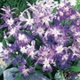 Chionodoxa luciliae