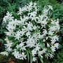 Chionodoxa luciliae Alba