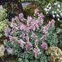Corydalis solida