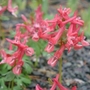 Corydalis Solida G.P. Baker