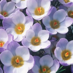 Crocus chrysanthus Blue Pearl