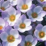Crocus chrysanthus Blue Pearl