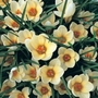 Crocus chrysanthus Cream Beauty