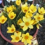 Crocus chrysanthus Fuscotinctus