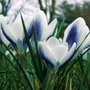 Crocus chrysanthus Prins Claus