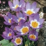 Crocus sieberi ssp. sublimus Tricolor