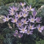 Crocus tommasinianus