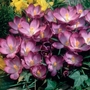Crocus tommasinianus Ruby Giant