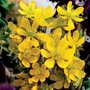 Eranthis hyemalis