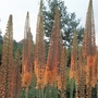 Eremurus Cleopatra