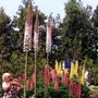 Eremurus robustus