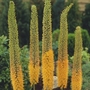 Eremurus Pinokkio