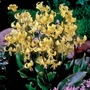 Erythronium Pagoda