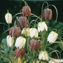 Fritillaria meleagris Mixed
