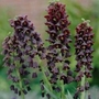 Fritillaria persica