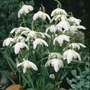 Galanthus elwesii