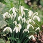 Galanthus nivalis