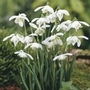 Galanthus nivalis Flore Pleno