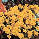 Coreopsis Early Sunrise Seeds