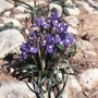 Gynandriris sisyrinchium