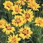 Coreopsis Rising Sun Seeds Average Seeds 35