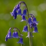 Hyacinthoides non-scripta