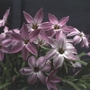 Ipheion uniflorum Charlotte Bishop