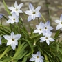 Ipheion uniflorum Wisley Blue