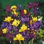Iris reticulata Mixed