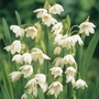 Leucojum aestivum Gravetye Giant