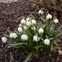 Leucojum vernum