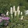 Muscari botryoides Album