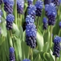 Muscari latifolium