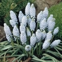 Muscari Valerie Finnis