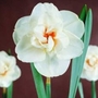 Narcissus Acropolis - Double