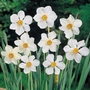 Narcissus Actaea - Poeticus